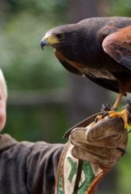 Flugshow Falknerei Greifenwarte mit Kind und Bussard auf der Hand