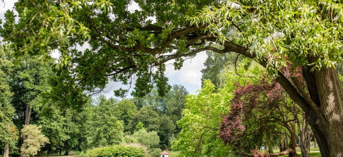 Landschaftsaufnahme Elisabethpark mit Teich, Entenhaus und Bäumen